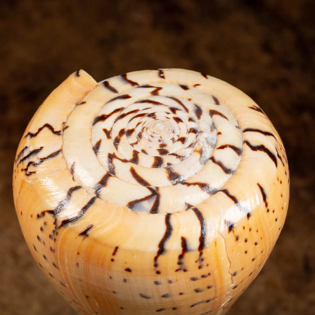 Conus Betulinus