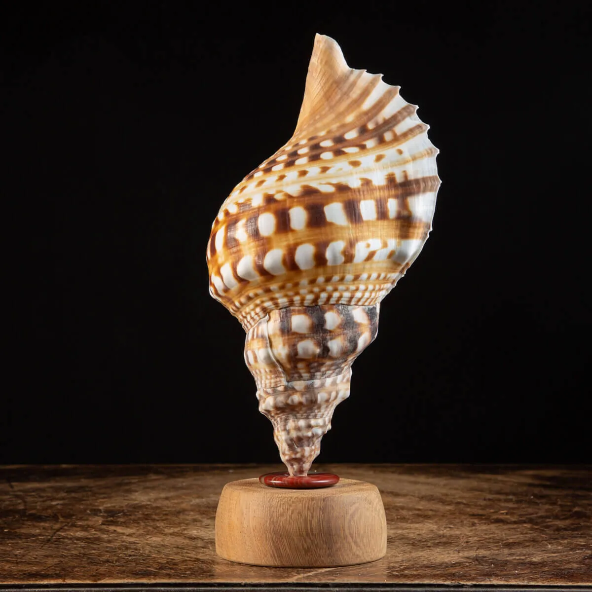 Charonia Lampas – La Conchiglia del Dio del Mare.
