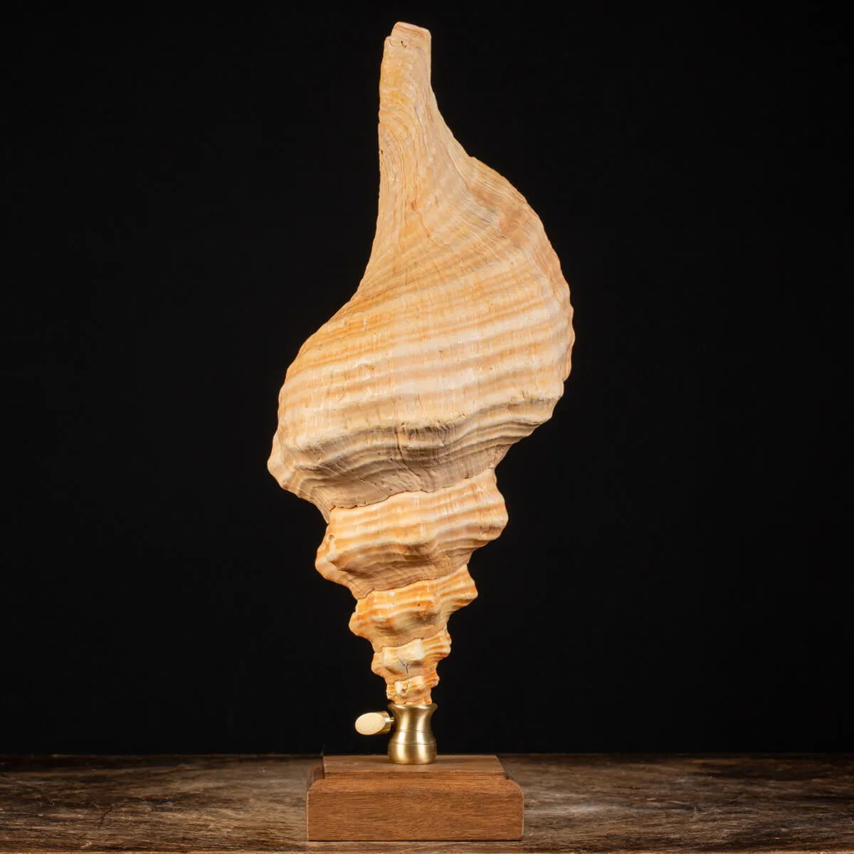 Conchiglia Tritone Gigante, Triplofusus Giganteus, montato su base ornamentale.