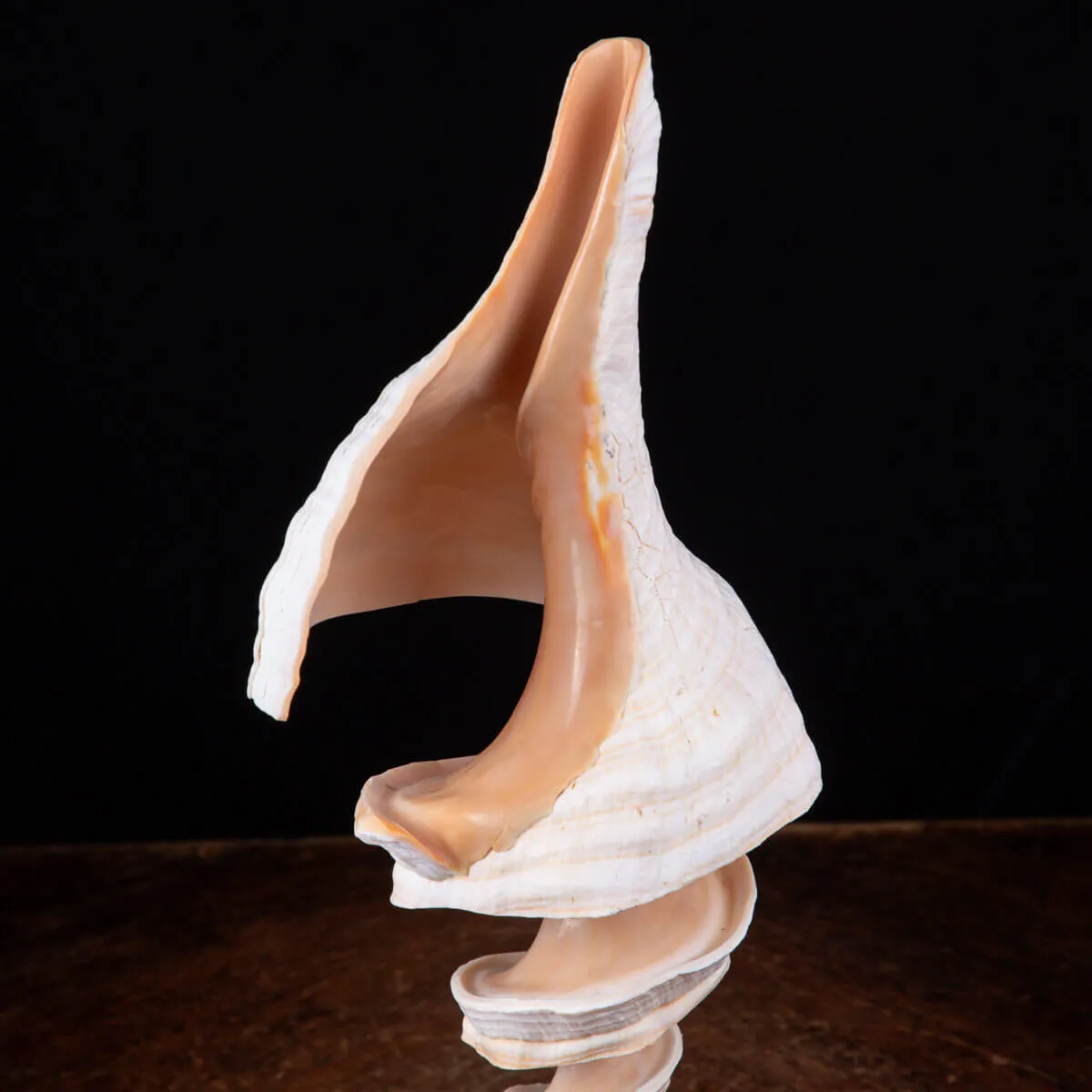 Arte del Mare:Triplofusus Giganteus Intagliato su Base.