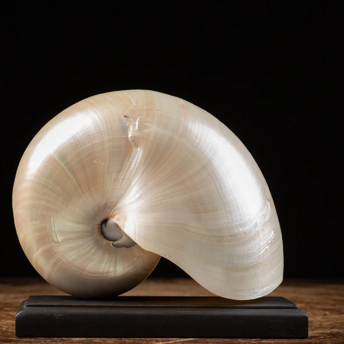 Nautilus Pompilius su base