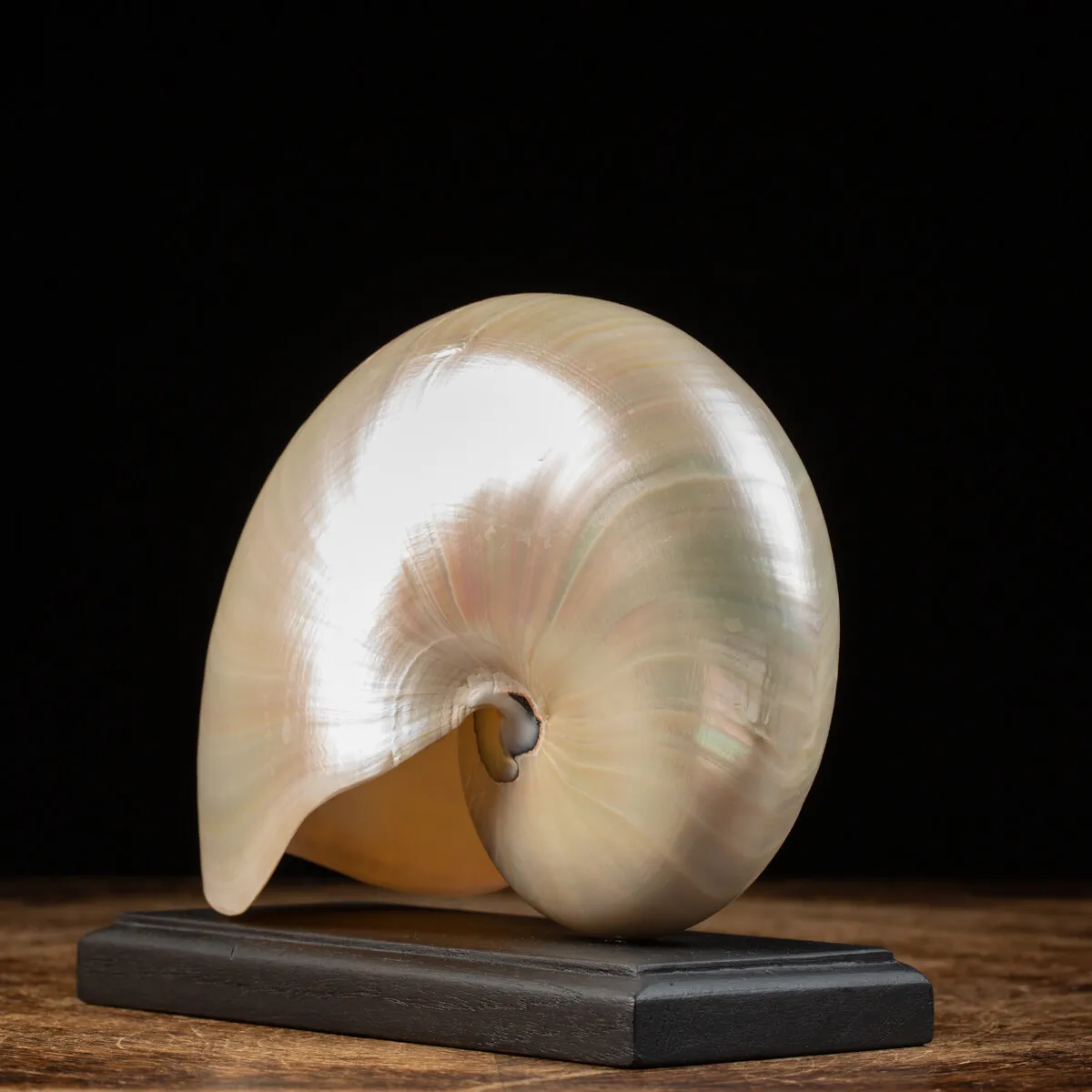 Nautilus Pompilius su base
