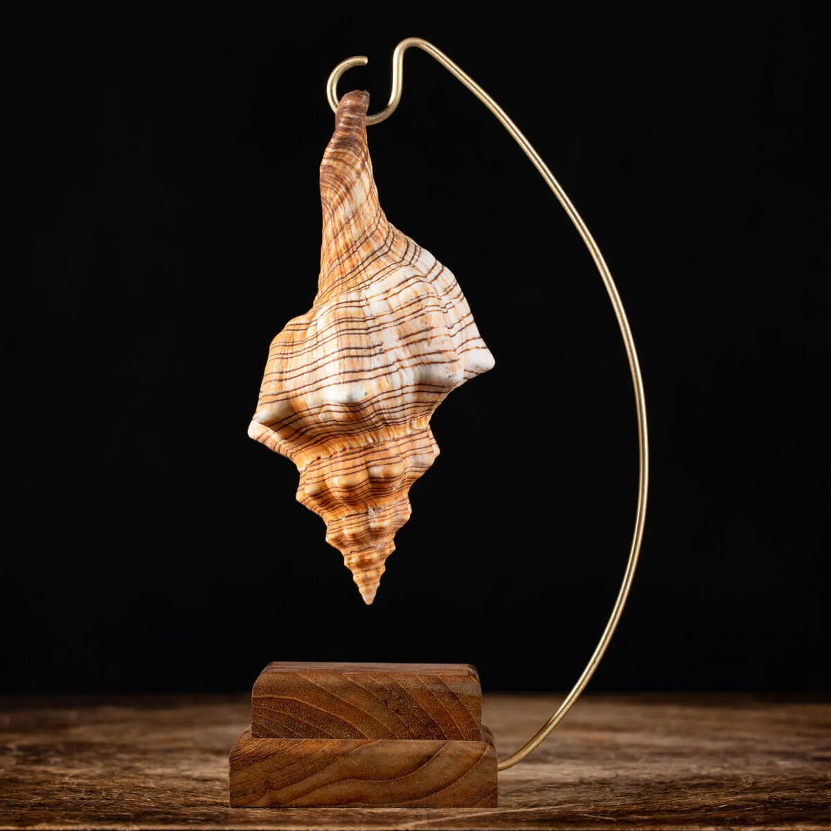 Conchiglia Pleuroploca Trapezium