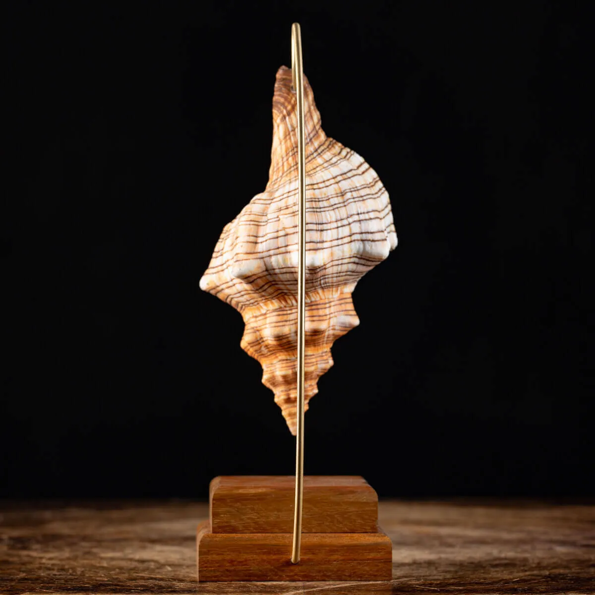 Conchiglia Pleuroploca Trapezium