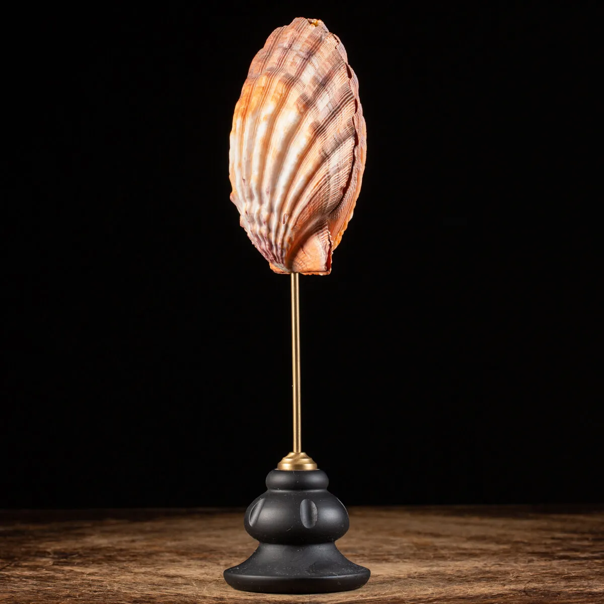 Pecten Subnodosus su Piedistallo
