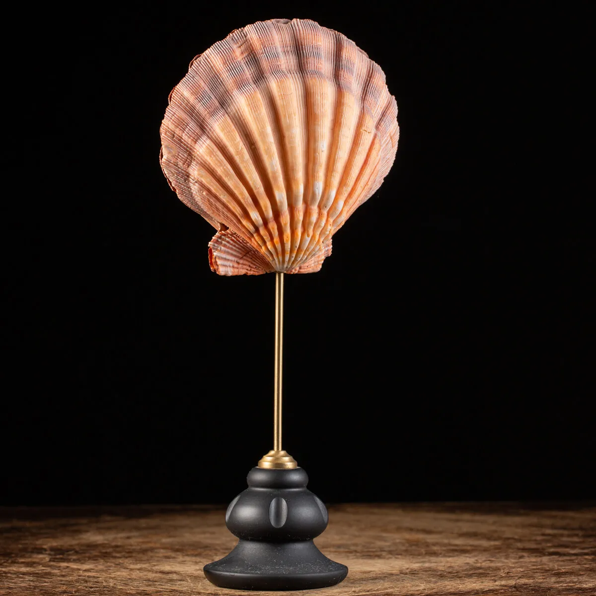 Pecten Subnodosus su Piedistallo