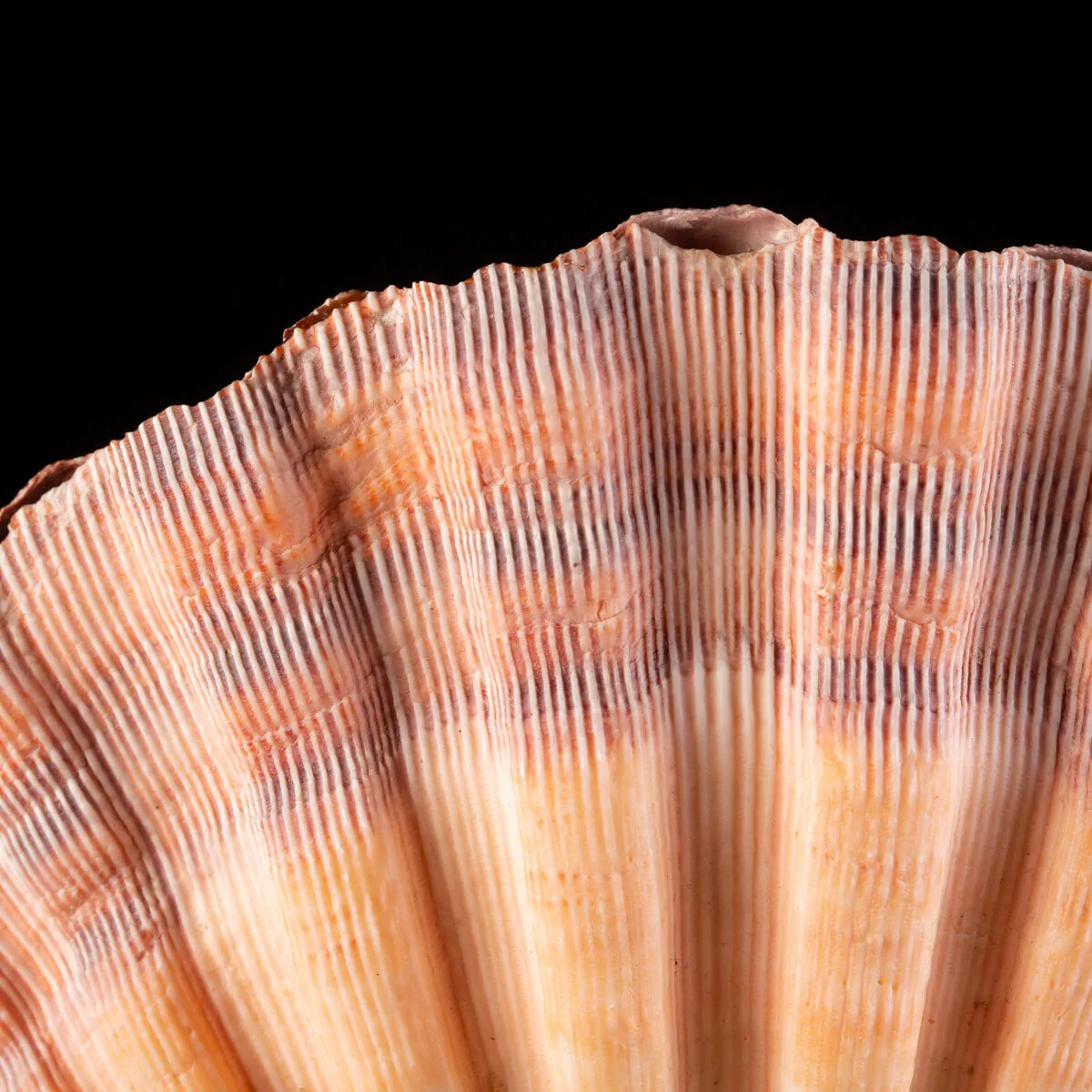 Pecten Subnodosus su Piedistallo