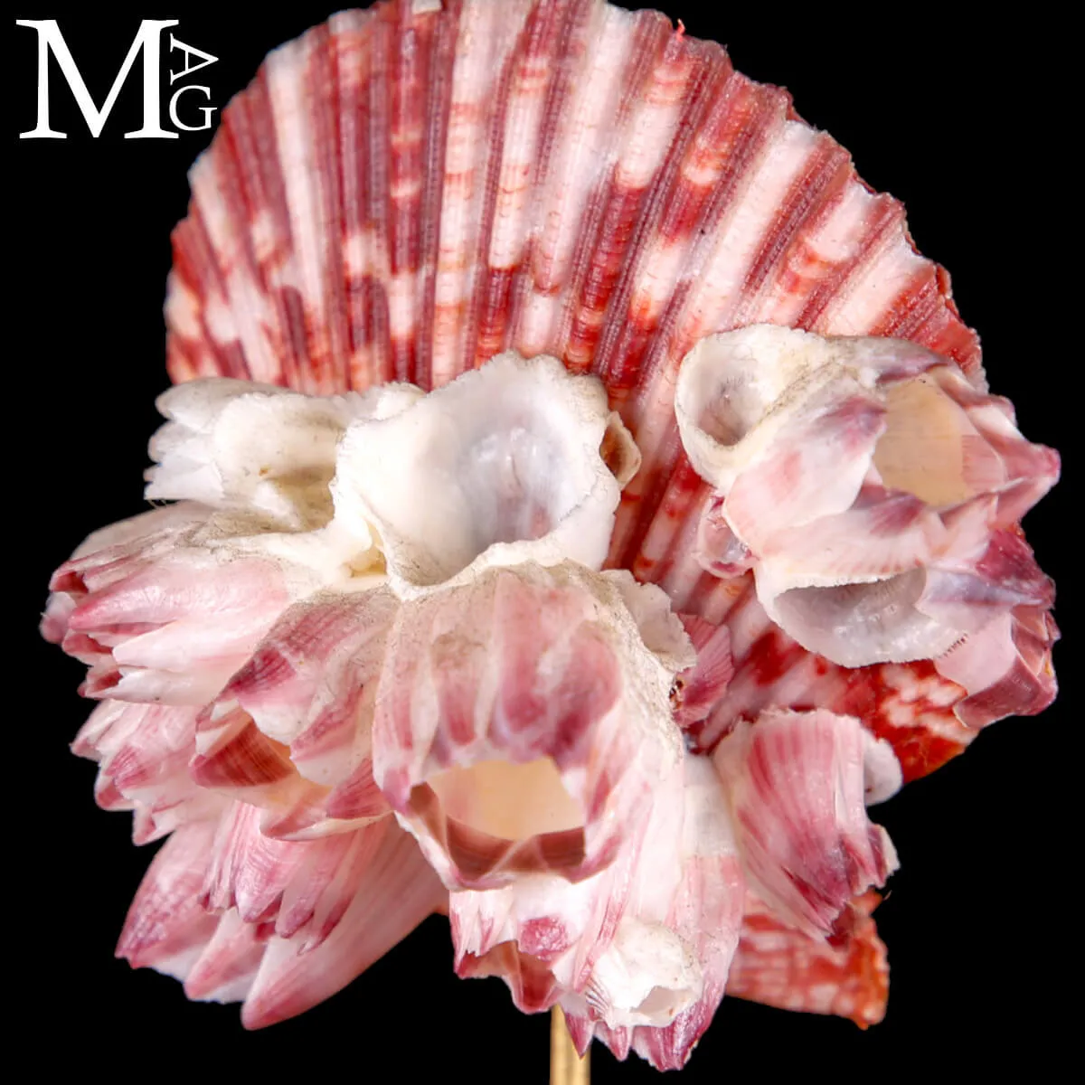 Pecten Gloriosa con Balani Naturali