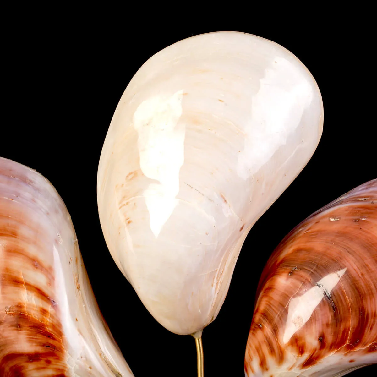 Trinità Madreperlacea – Trittico.
