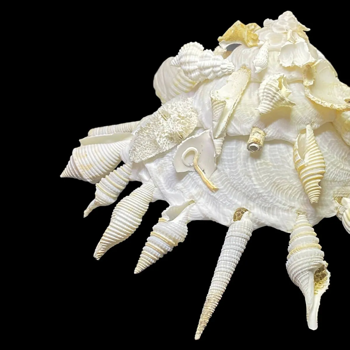 Xenophora Pallidula