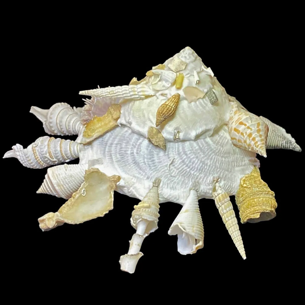 Xenophora Pallidula