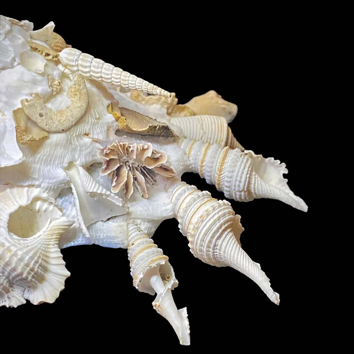 Xenophora Pallidula