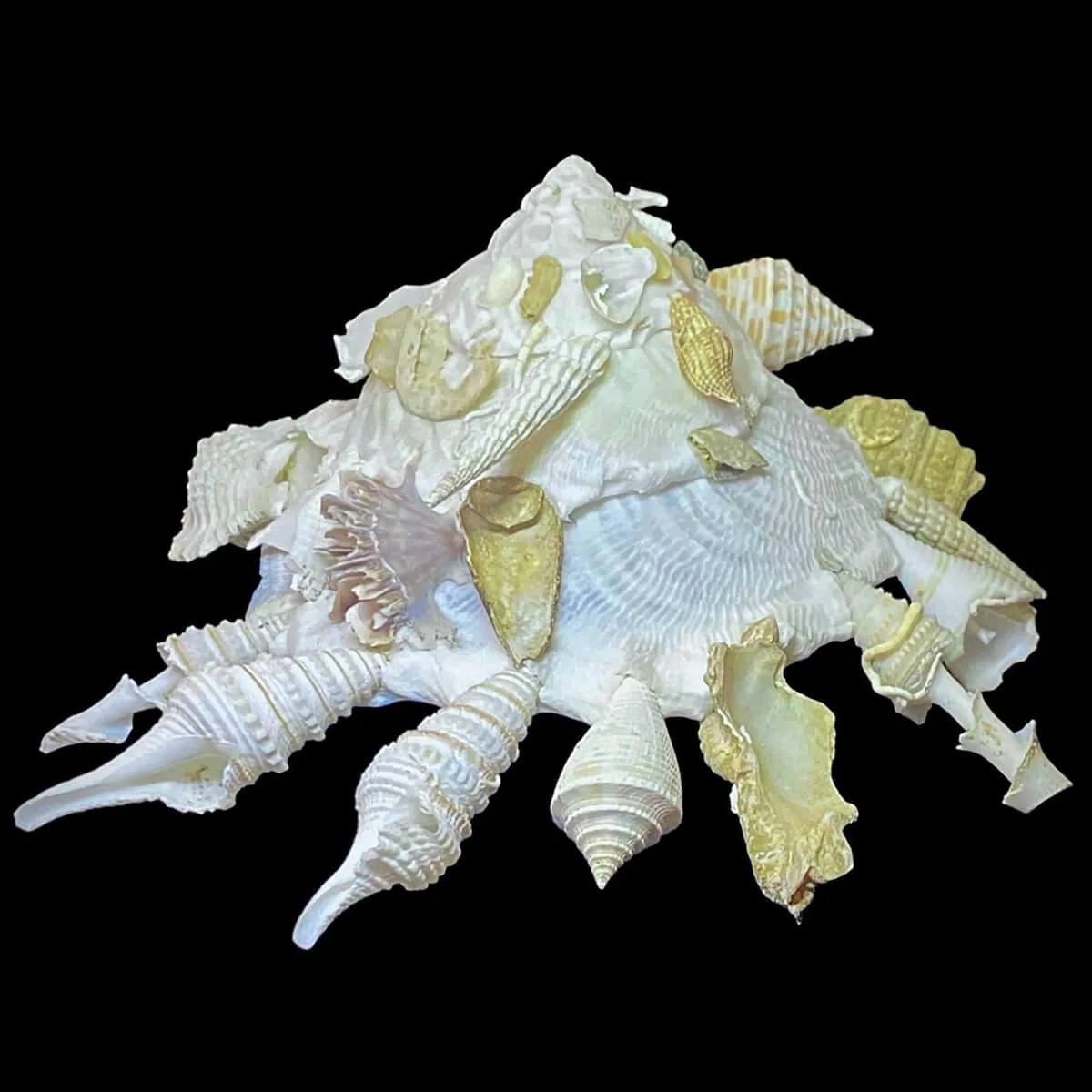 Xenophora Pallidula