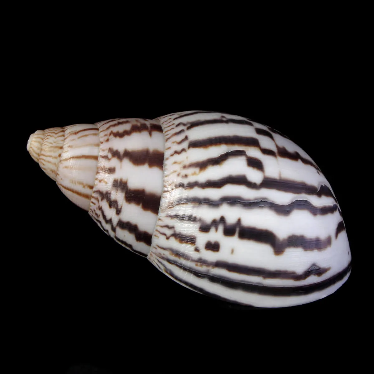 Achatina Shatina