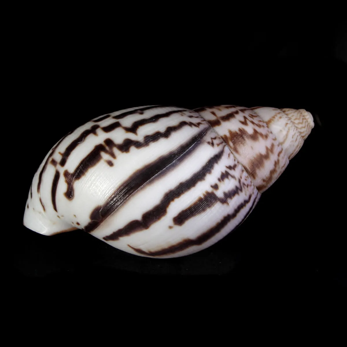 Achatina Shatina