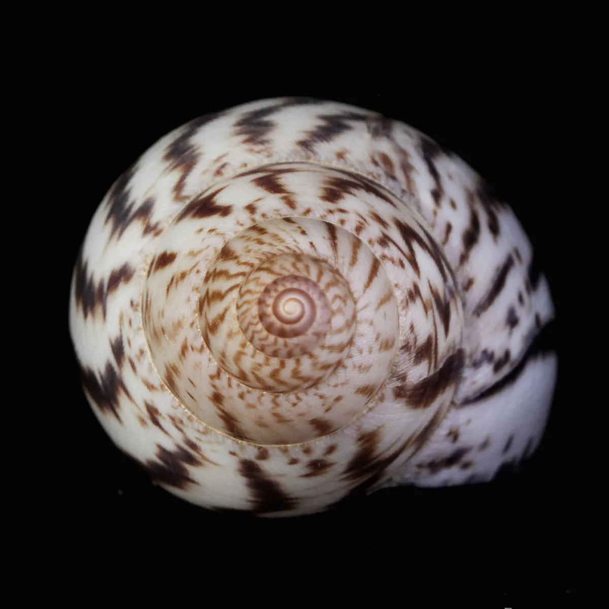 Achatina Shatina