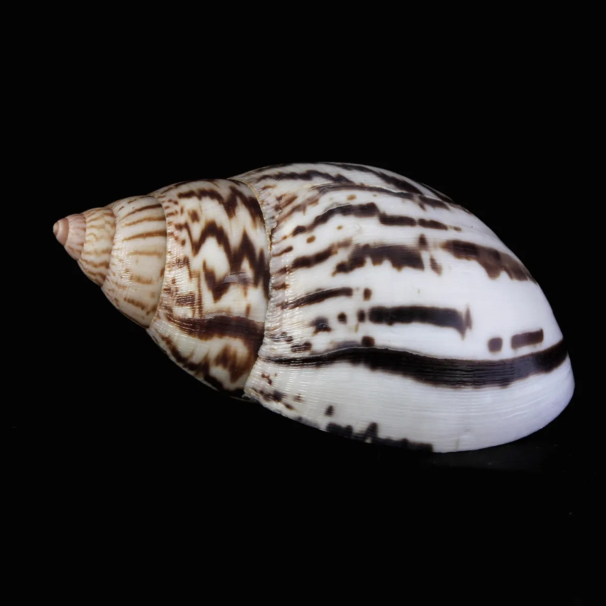 Achatina Shatina