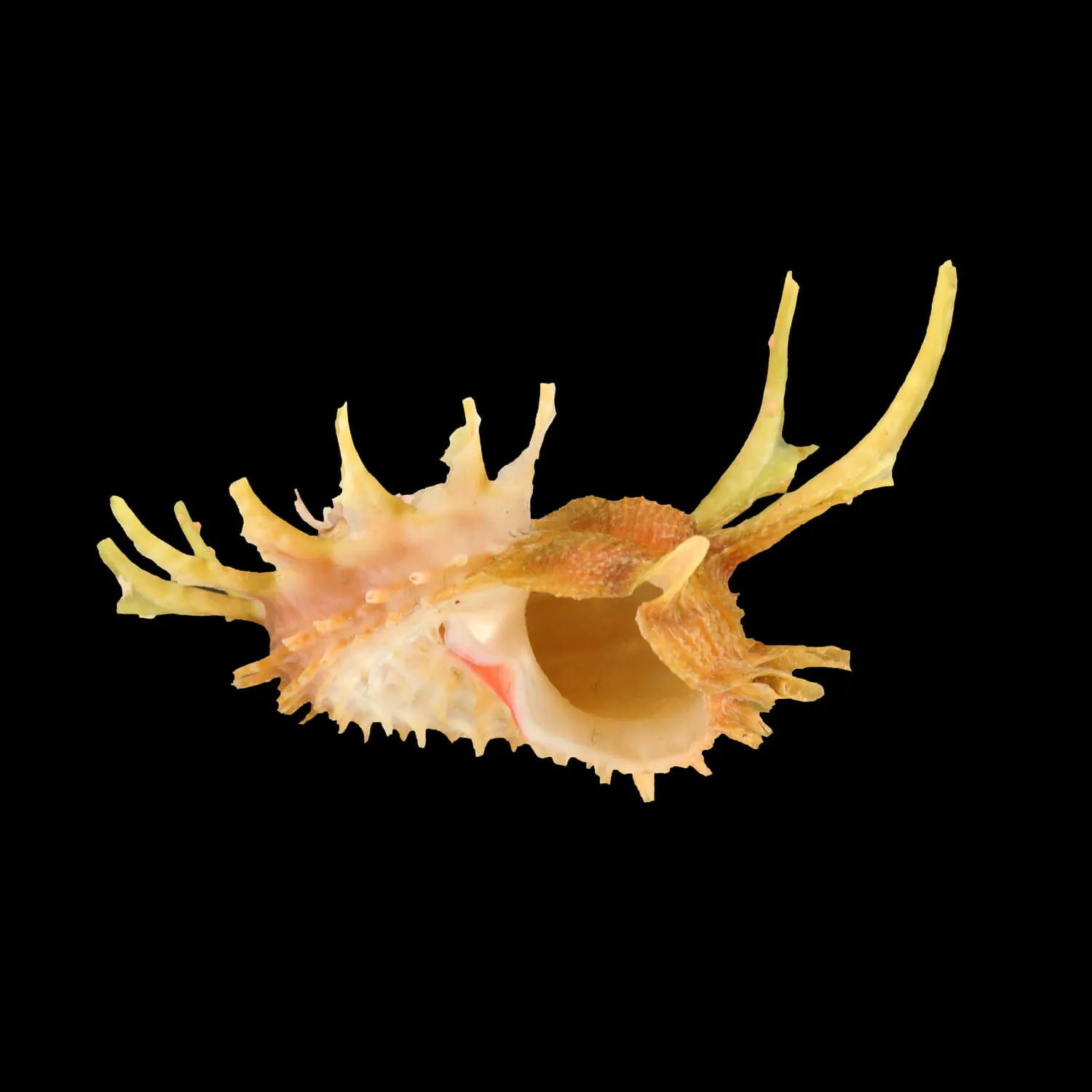 Angaria Sphaerula