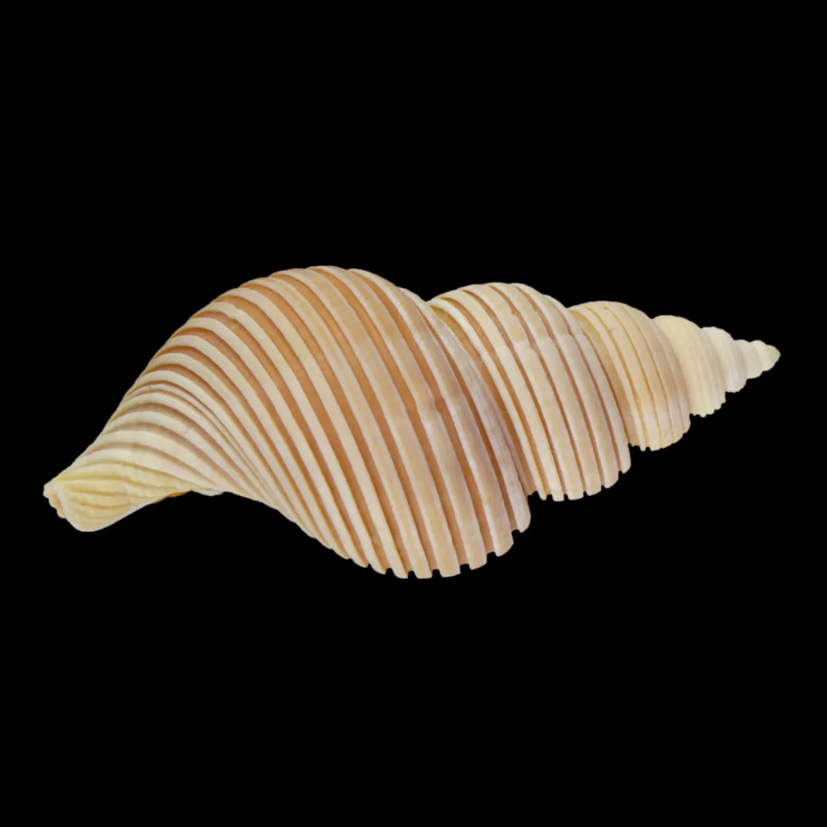 Ancistrolepis Vietnamensis
