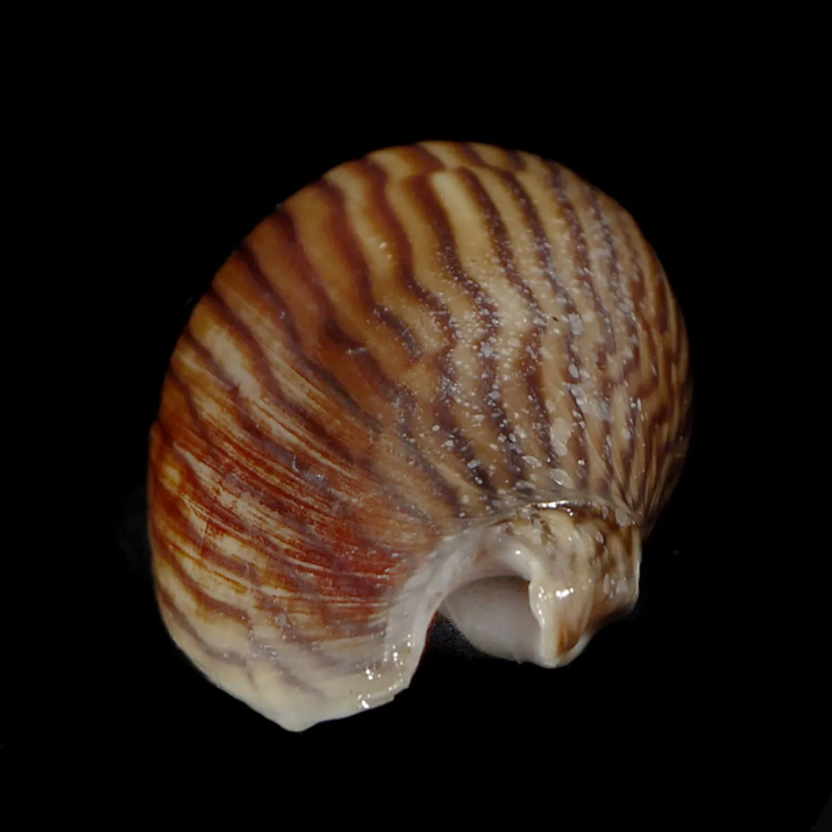 Amoria Zebra
