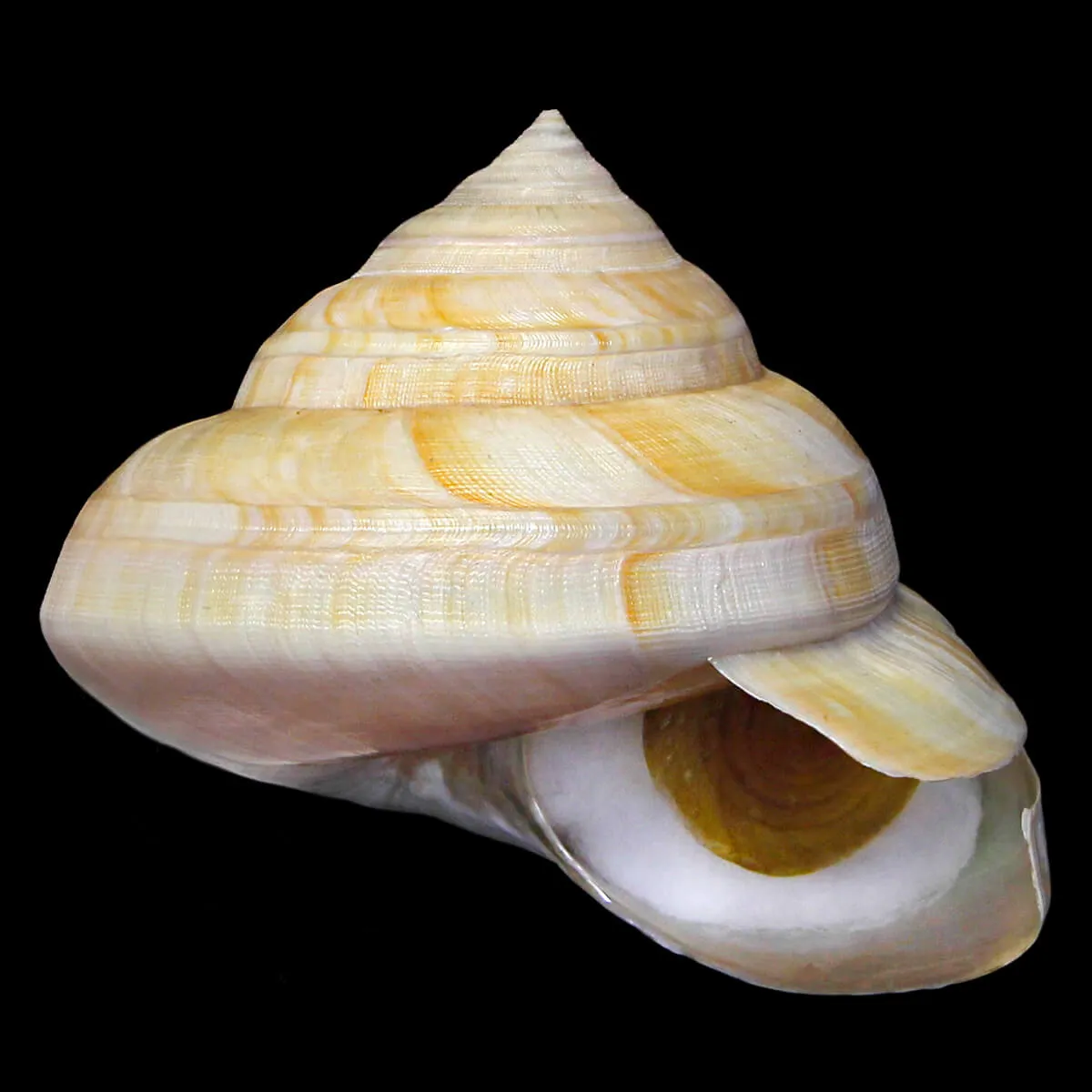 Bayerotrochus Westralis