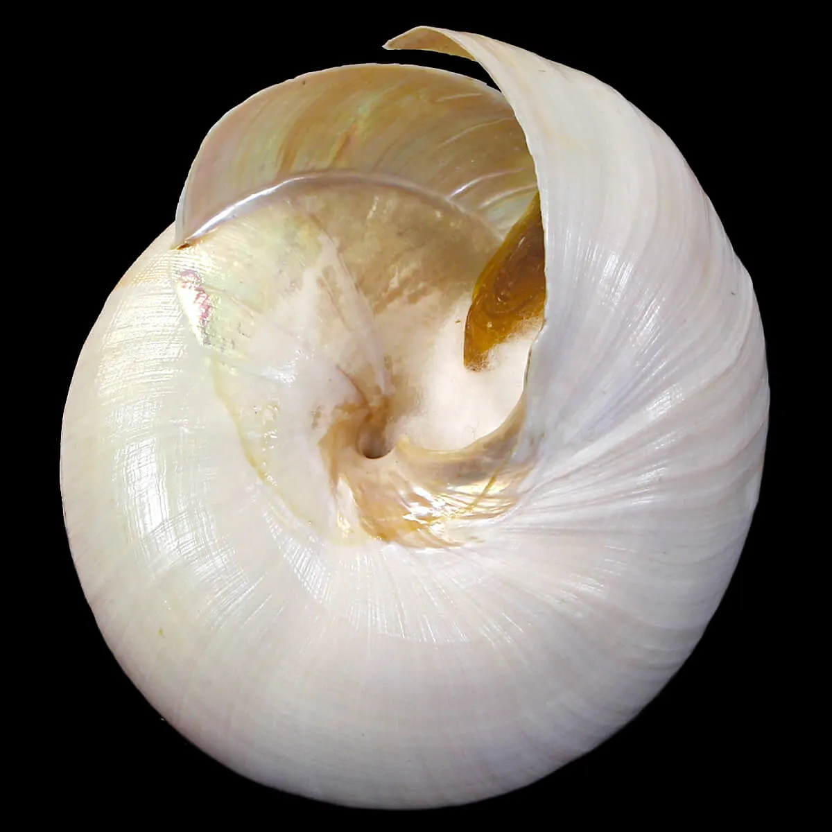 Bayerotrochus Westralis