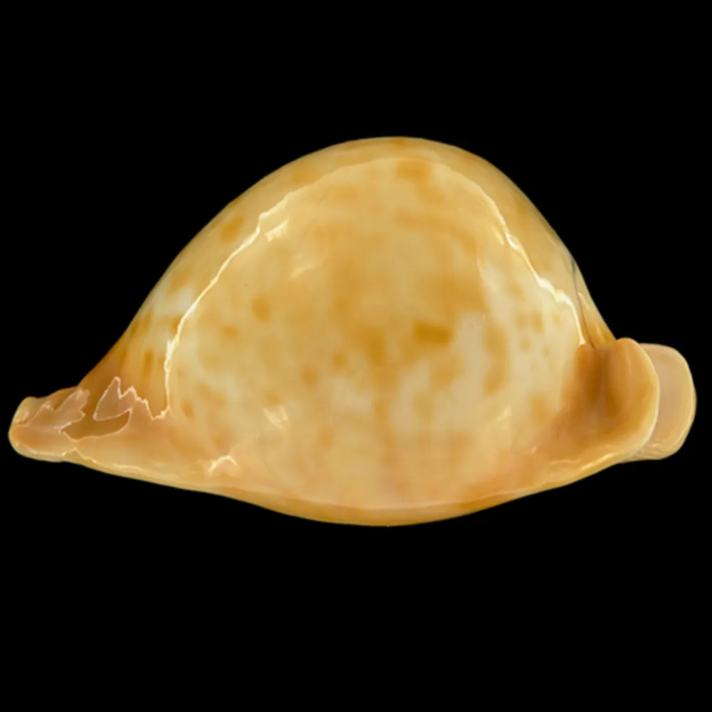 Cypraea Armeniaca
