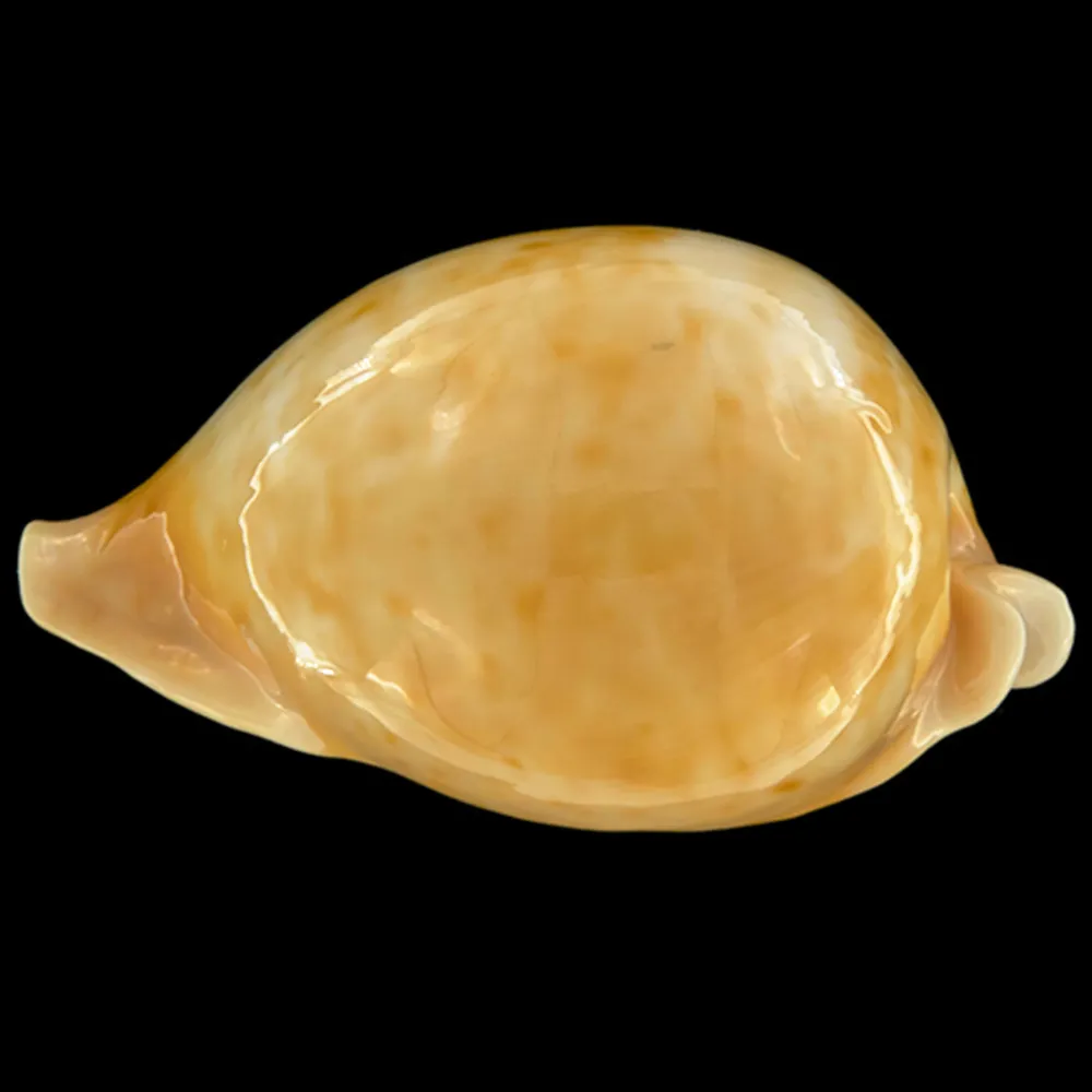Cypraea Armeniaca