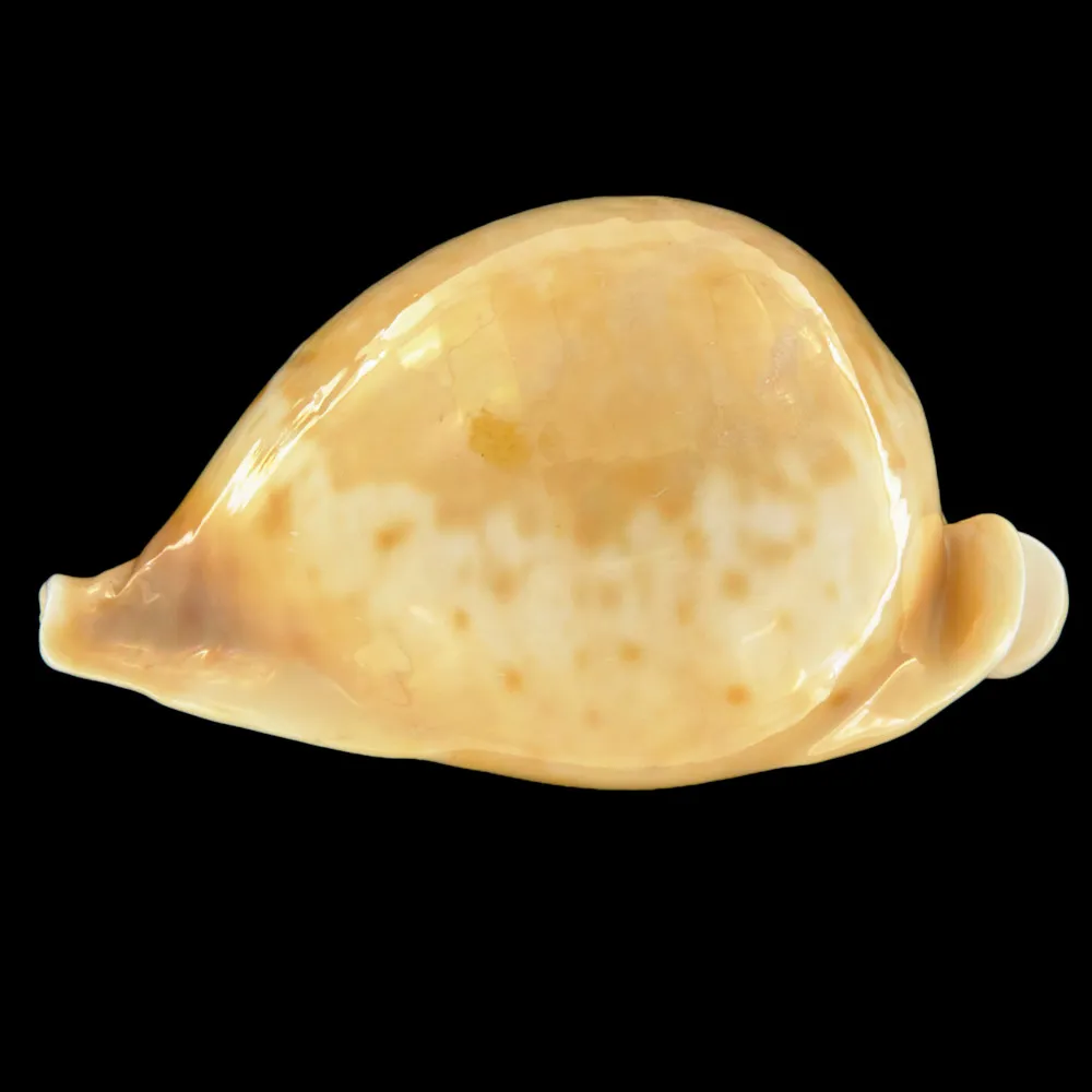Cypraea Armeniaca