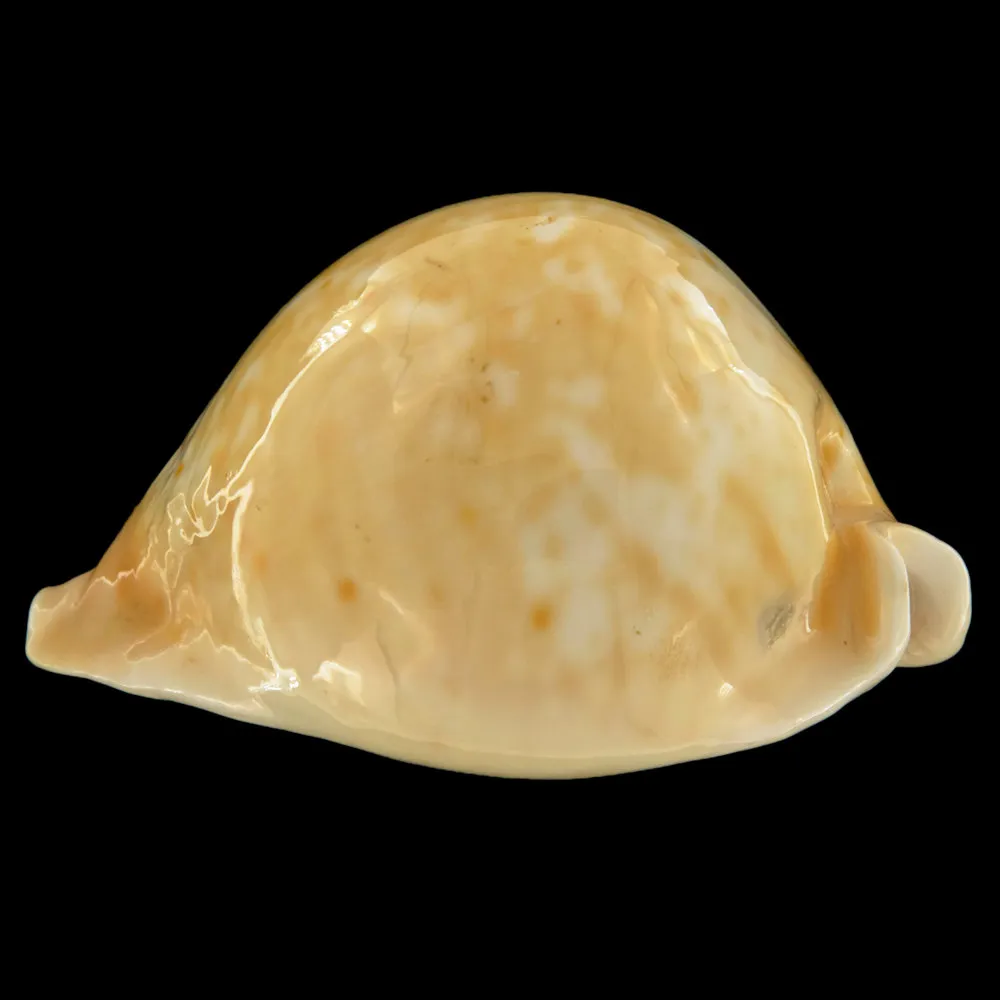 Cypraea Armeniaca