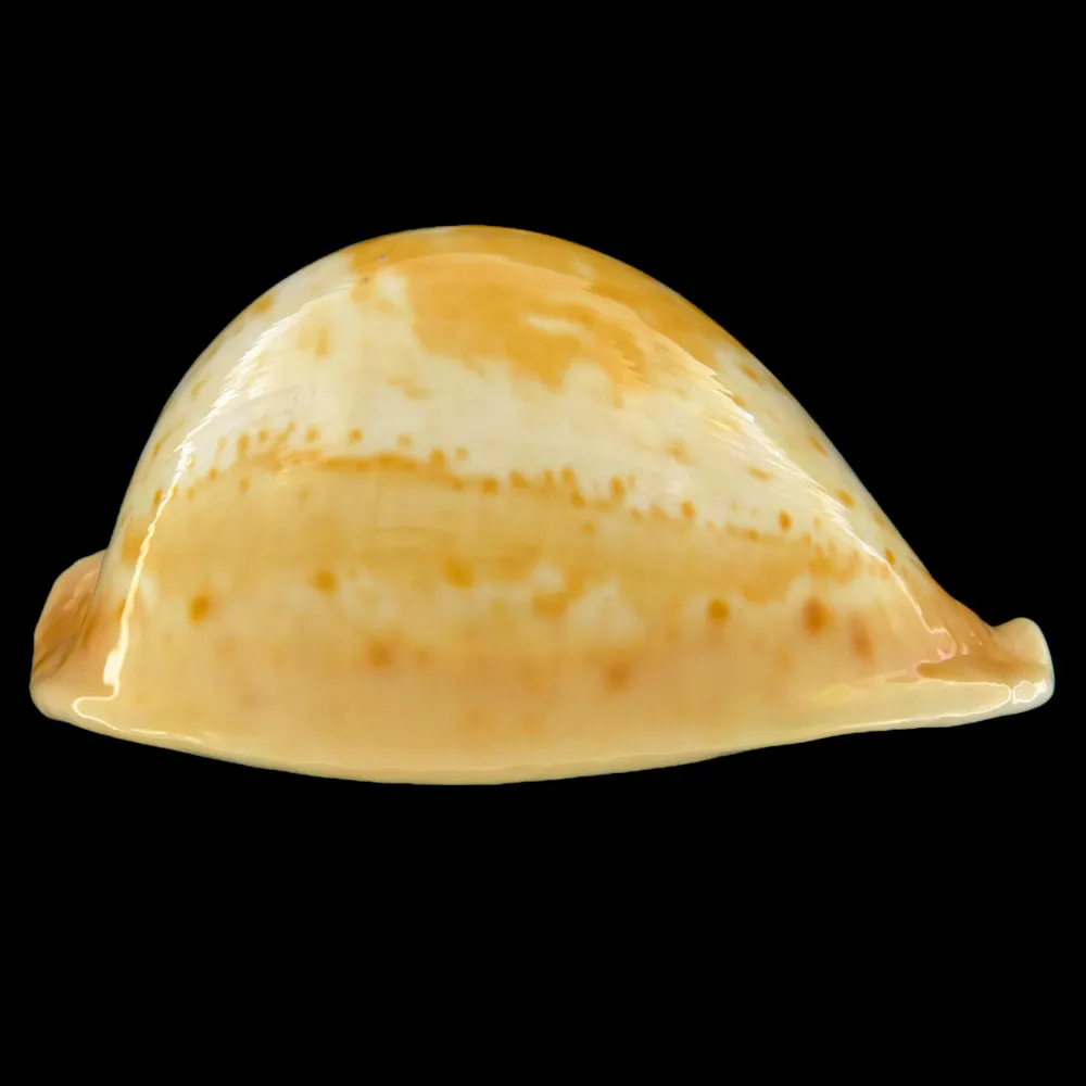 Cypraea Armeniaca