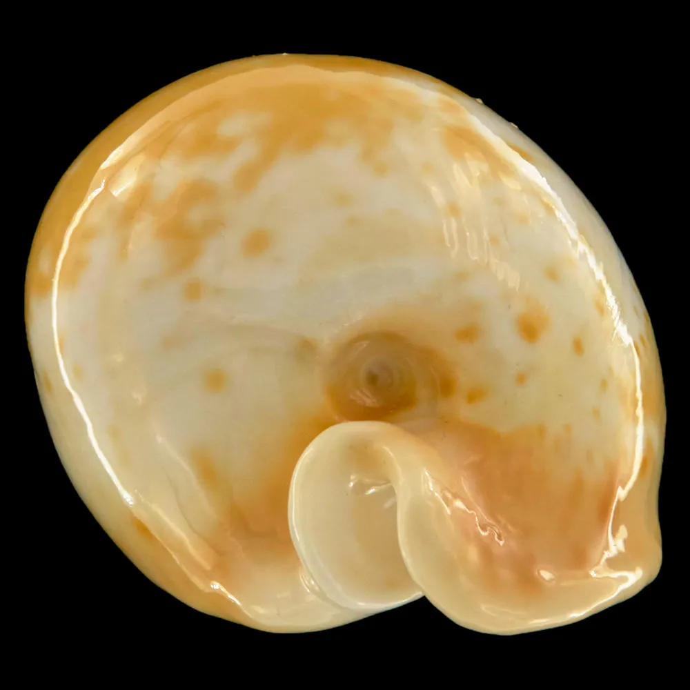 Cypraea Armeniaca