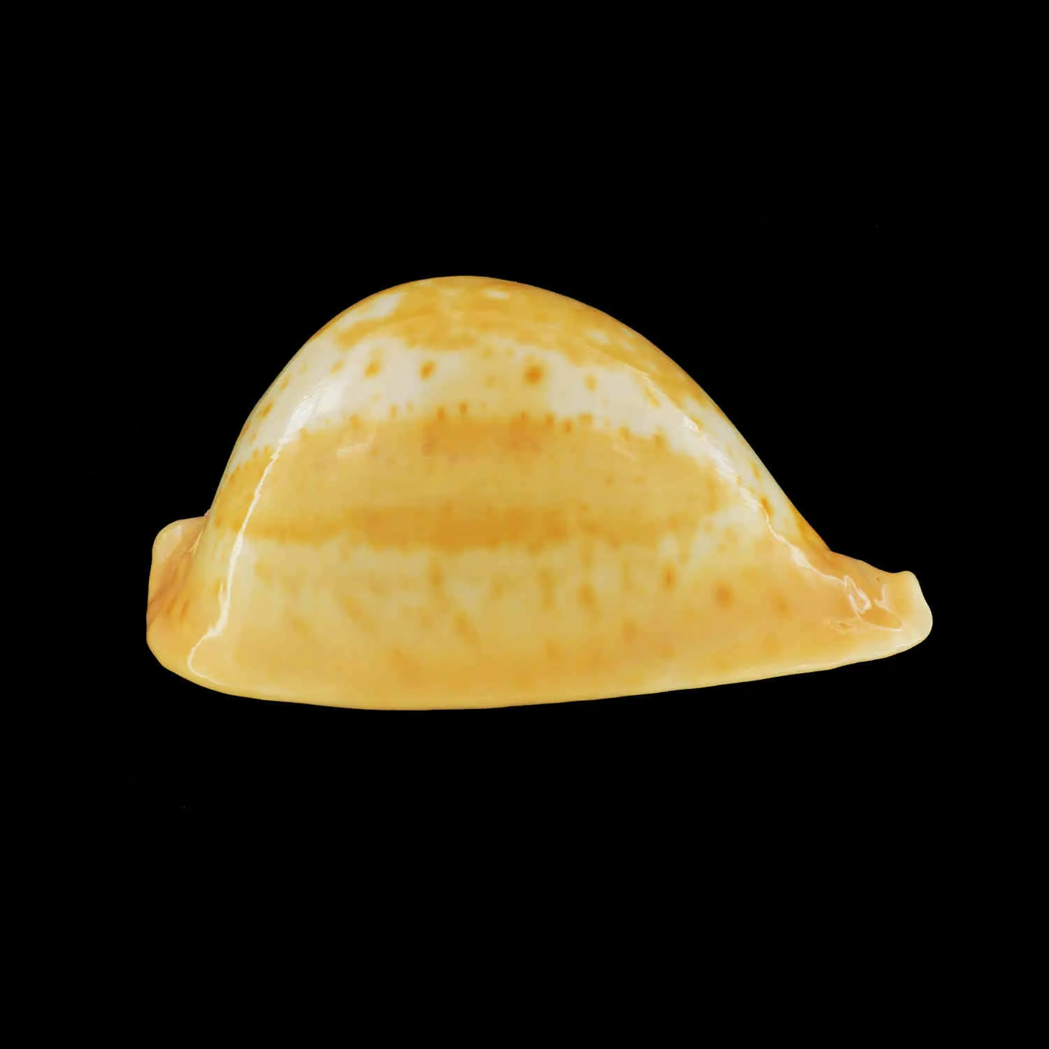 Umbilia Armeniaca