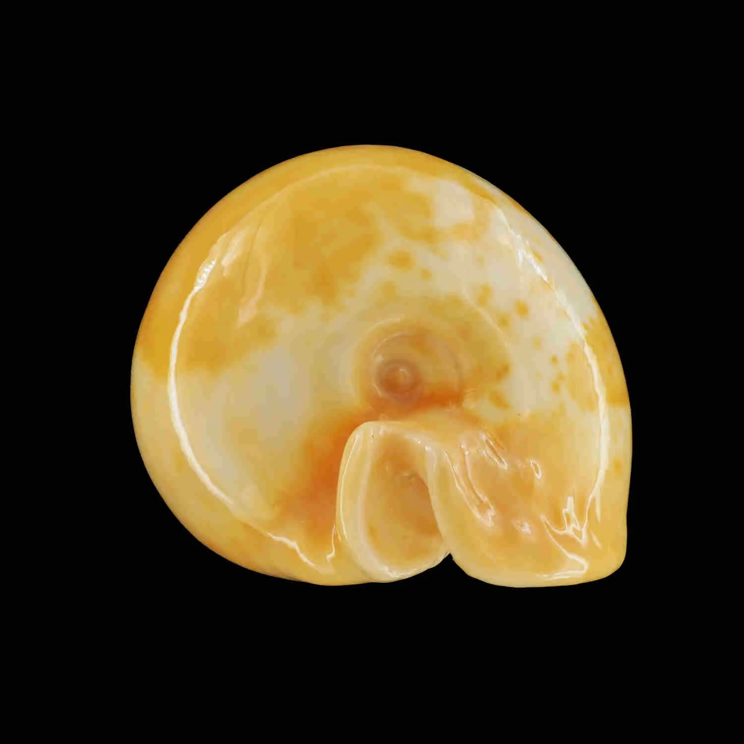 Umbilia Armeniaca