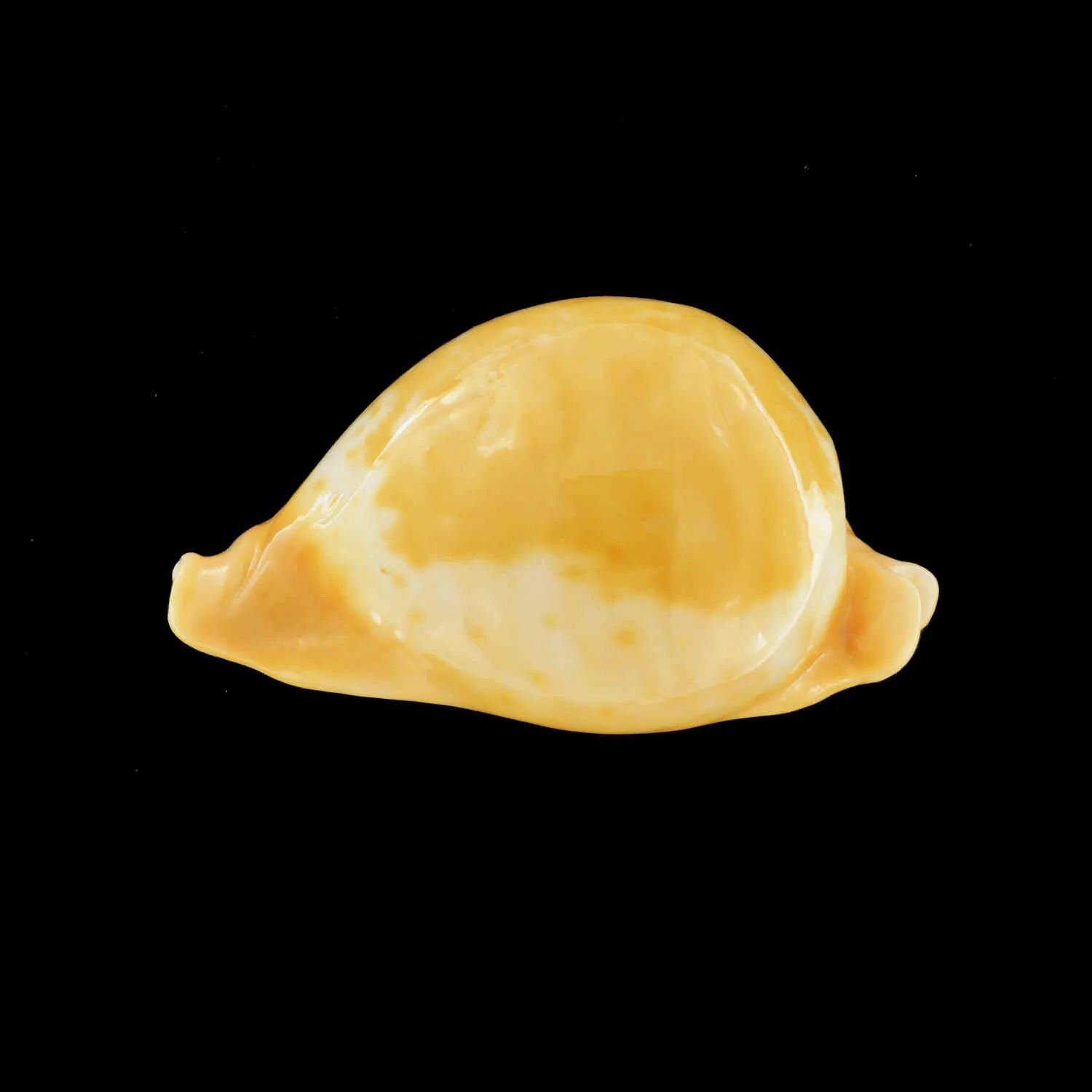 Umbilia Armeniaca