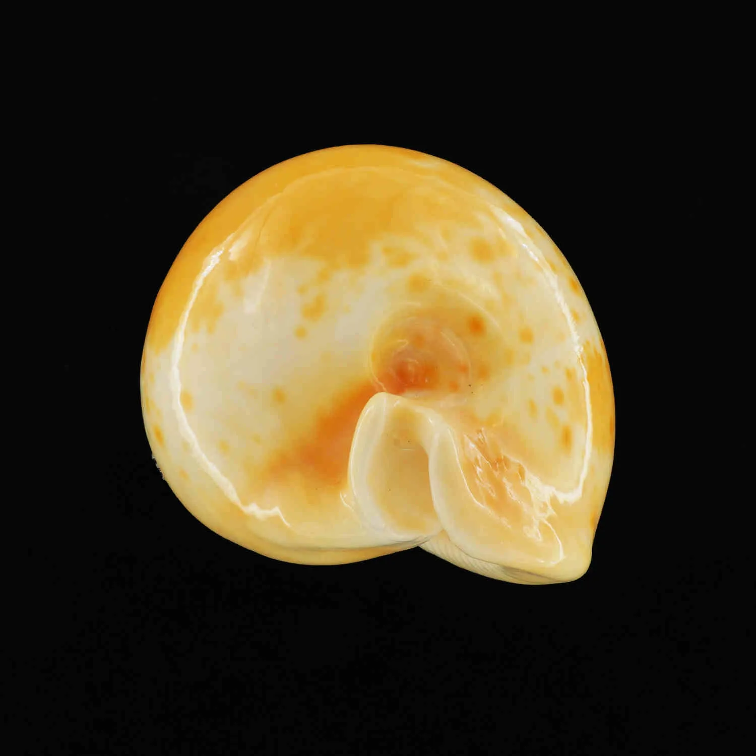 Umbilia Armeniaca