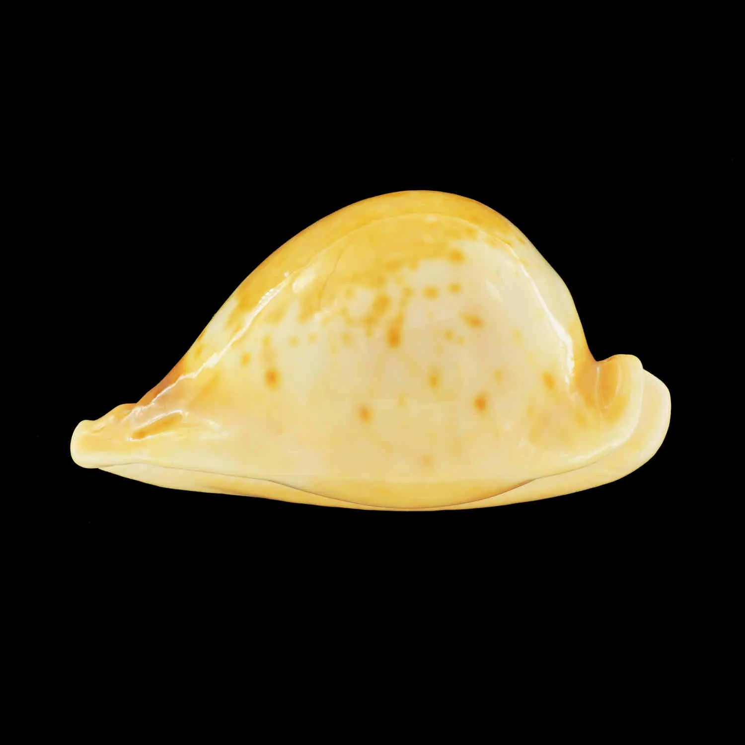Umbilia Armeniaca