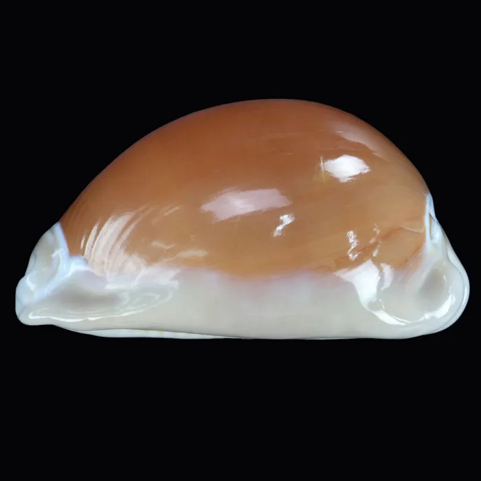 Cypraea Aurantium