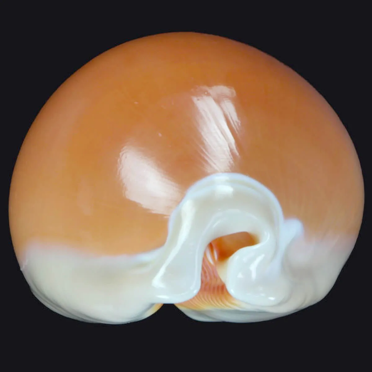 Cypraea Aurantium