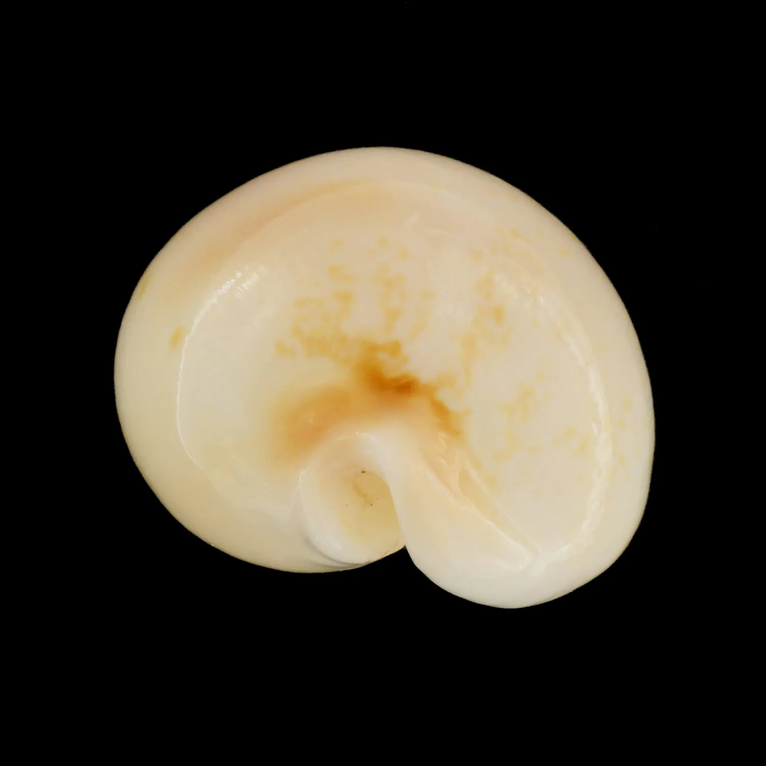 Austrasiatica Hirasei