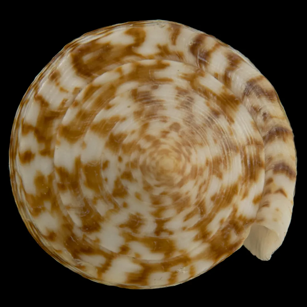 Conus Australis