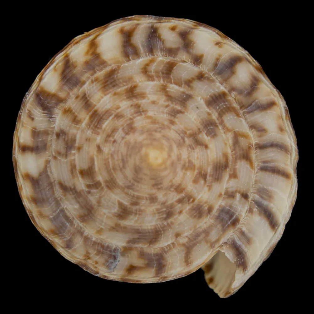 Conus Australis