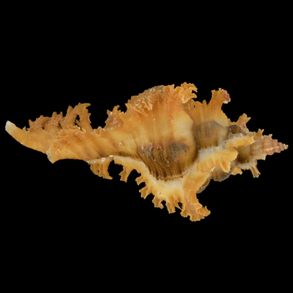Chicoreus Banksii