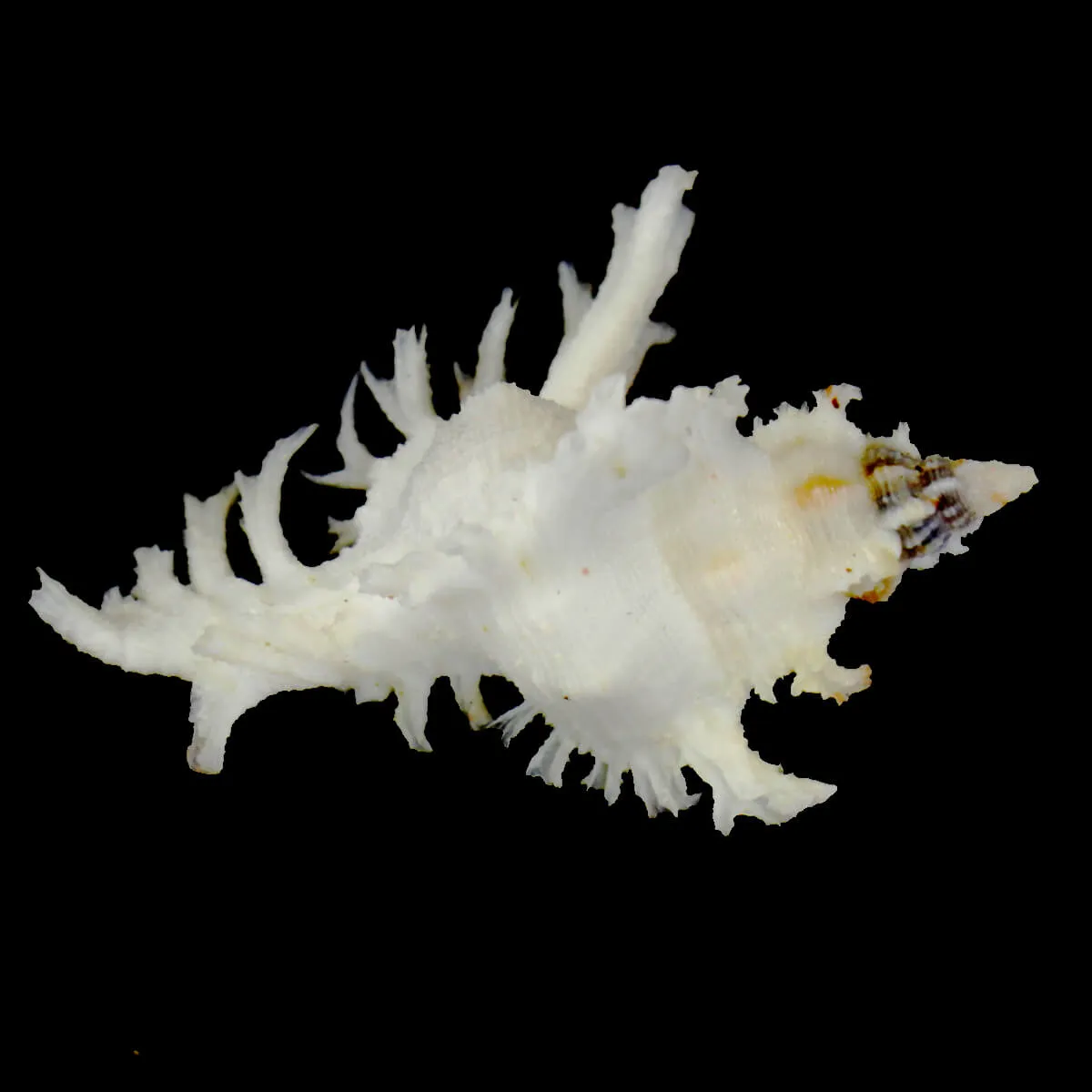 Chicoreus Banksii f. Crocatus "White"