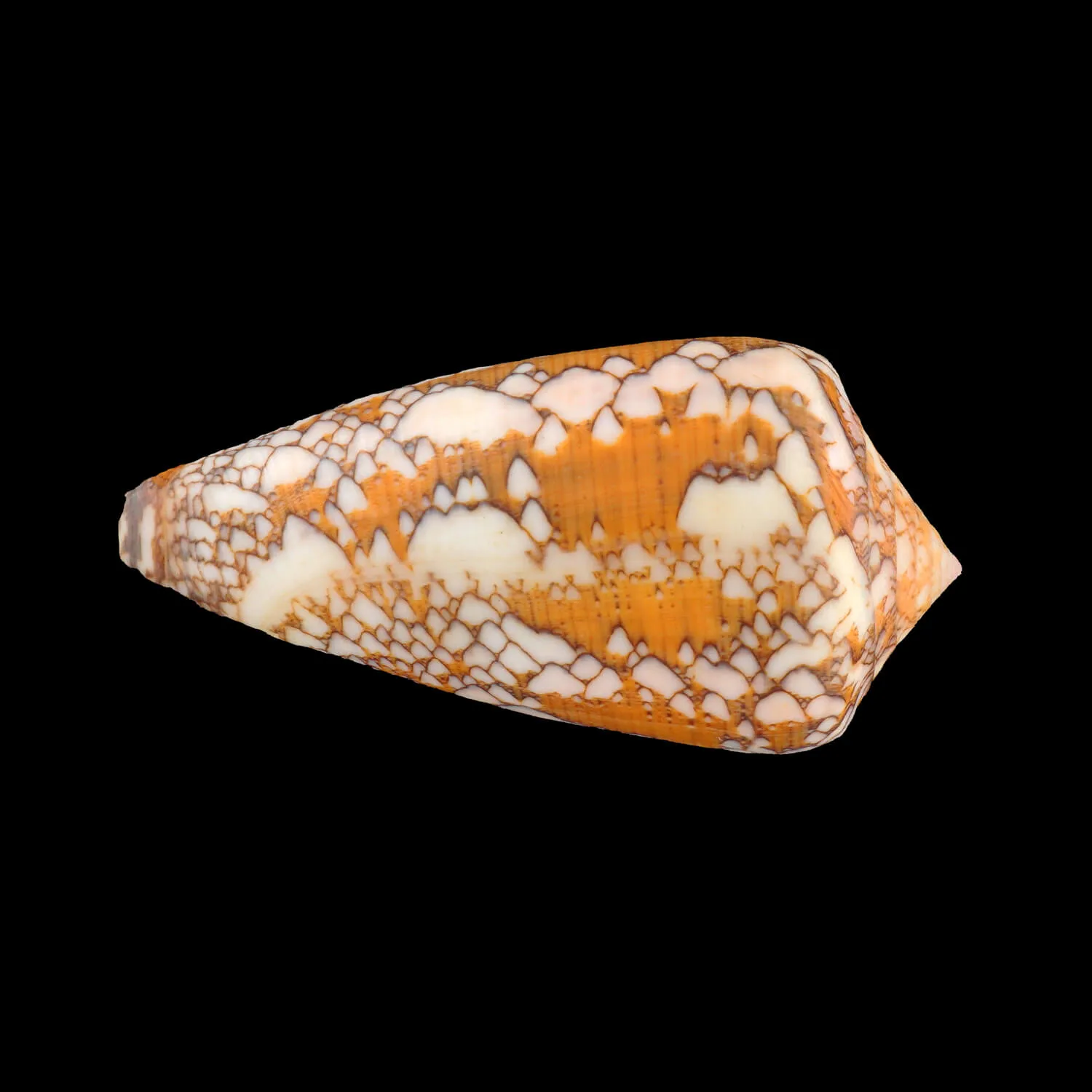 Conus Behelokensis XXL