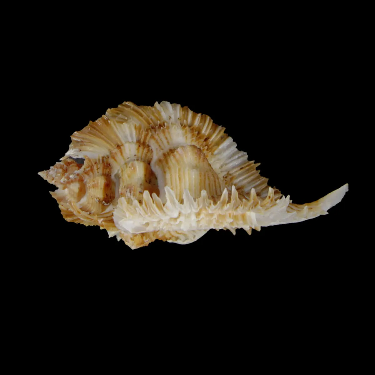 Chicoreus Miyokoae