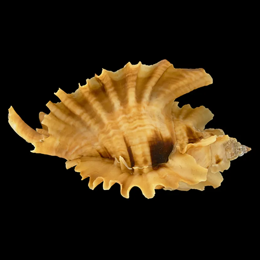 Ceratostoma Burnetti