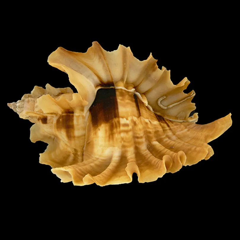 Ceratostoma Burnetti