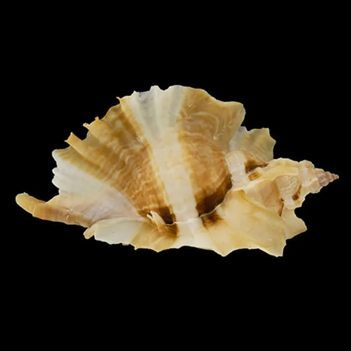 Ceratostoma Burnetti
