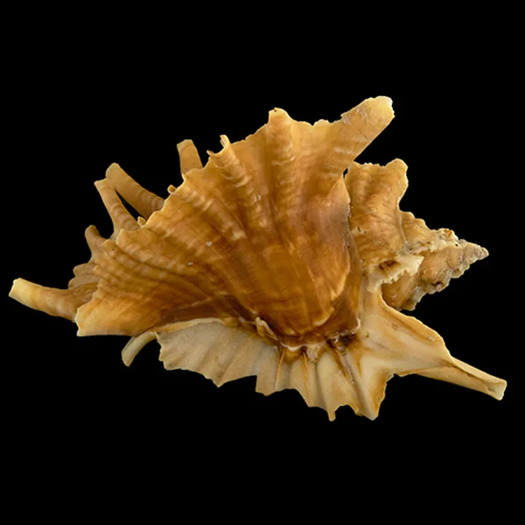 Ceratostoma Burnetti
